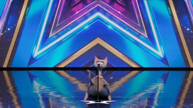 SINGING CAT Noodle has us fee-line good! | Auditions | BGT 2023 смотреть онлайн
