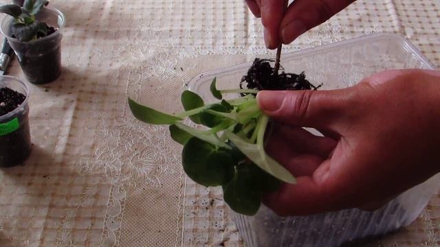 Отделение деток от листа фиалки смотреть онлайн