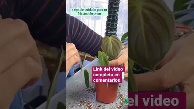 Melanochrysum #plantas #plant #cuidados #consejos #melano #melanochrysum #tutor смотреть онлайн