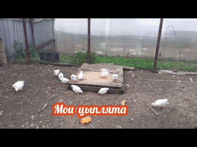 цыплята - покупали яйцо одной породы, а вывелись другой. А какие красавцы.... смотреть онлайн