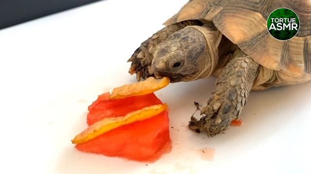 Turtle Eating Watermelon (TRUMP) Animal ASMR Tortoise ?12 смотреть онлайн