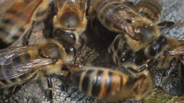 Как пчелы едят мёд Макросъемка how bees eat honey macro photography смотреть онлайн