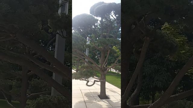 Красивая природа. Зеленый сад.8 смотреть онлайн