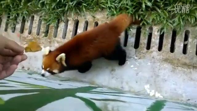 Lovely Ailurus fulgens, clinging to a leaf смотреть онлайн