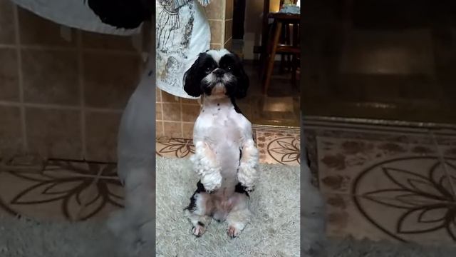 Любимый ши-тцу смотреть онлайн