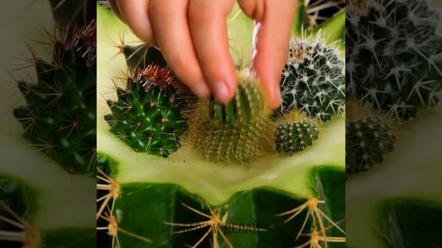 ЛАЙФХАКИ ДЛЯ ВЫРАЩИВАНИЯ РАСТЕНИЙ И ЛУЧШИЕ СОВЕТЫ ПО САДОВОДСТВУ смотреть онлайн