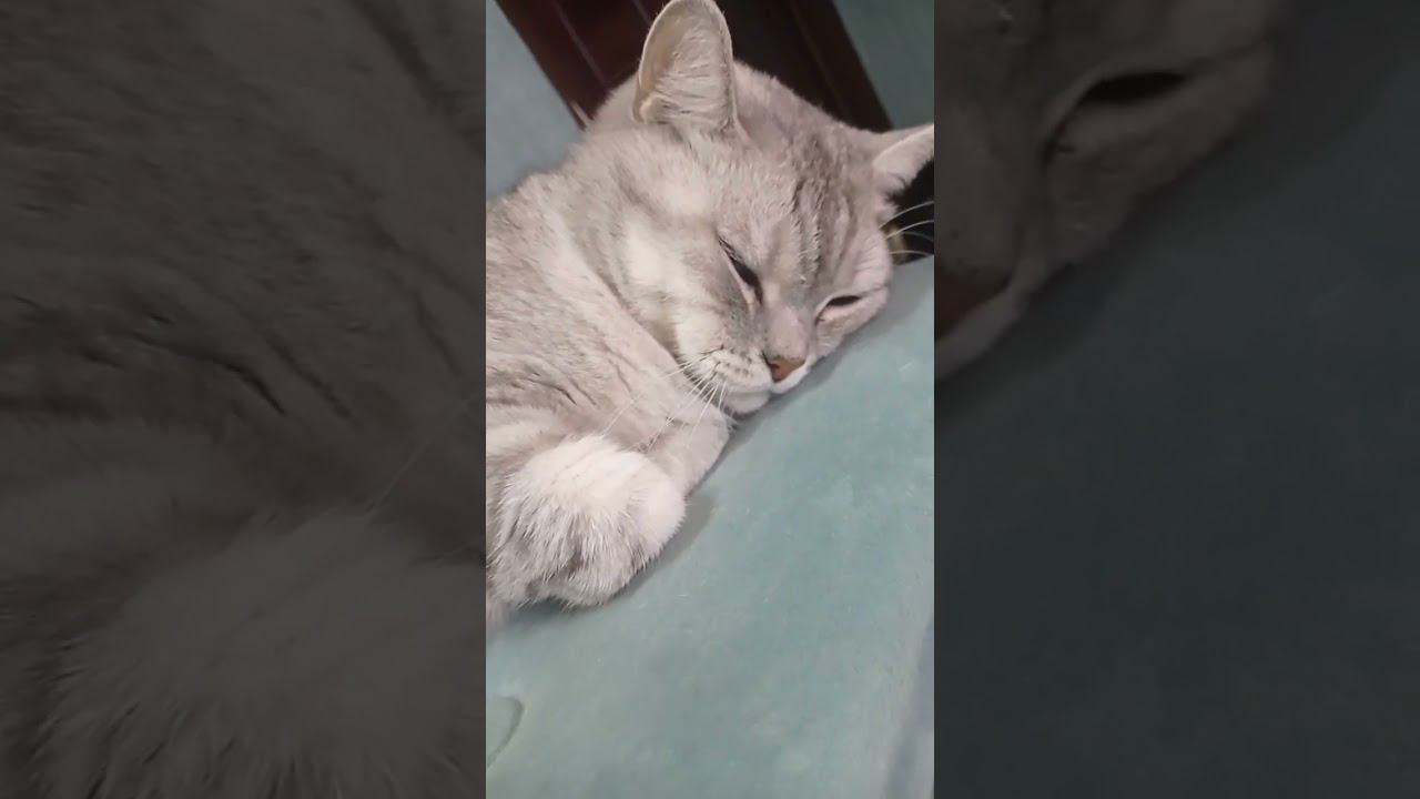Выбери еду котенку! #Shorts смотреть онлайн