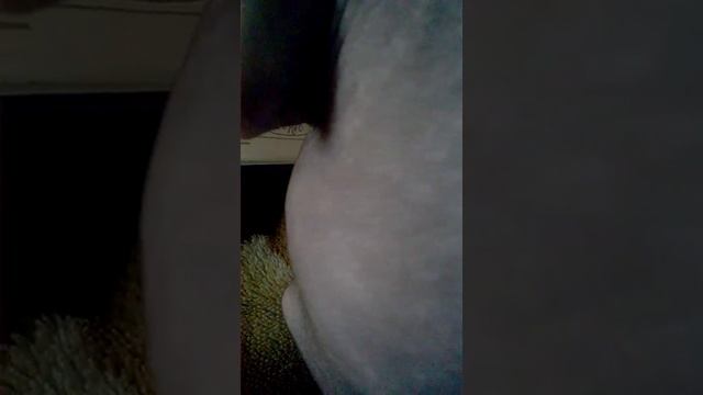 Смотреть всем, что происходит с животом кошки (шевеление котят) смотреть онлайн