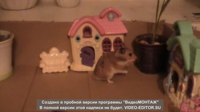 Супер хомяк Где он живёт?��� смотреть онлайн