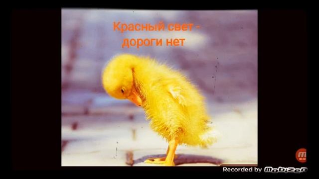 КРАСНЫЙ СВЕТ - ДОРОГИ НЕТ ?стихотворение ? аудио ? смотреть онлайн