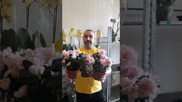 азалия смотреть онлайн