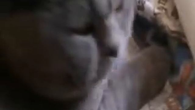 Песня Кивающего Кота!!! (Cat Song!!!) смотреть онлайн