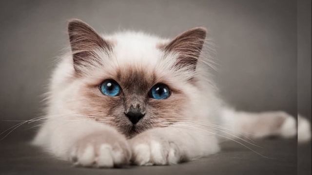 Самые ласковые породы кошек смотреть онлайн