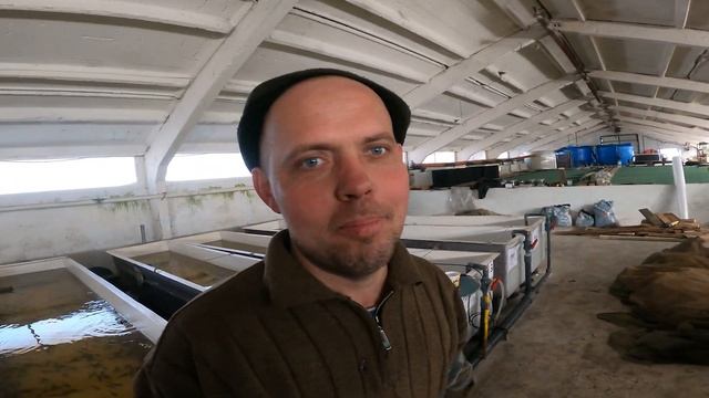 Переезд осетра с цеха УЗВ в садки смотреть онлайн