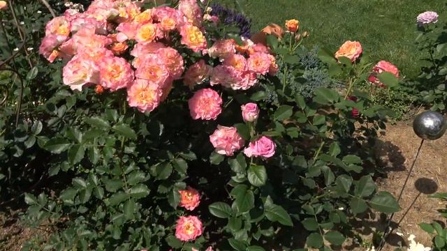 Устойчивые к жаре сорта роз. Есть ли трипсы? Обзор в перерыве между волнами цветения. 10 июля 2021 смотреть онлайн