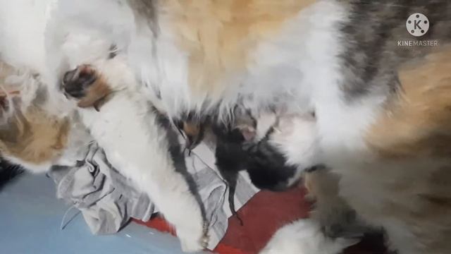 Мая кошка  рожает