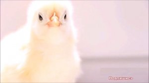 К чему снится ЦЫПЛЕНОК | СОННИК