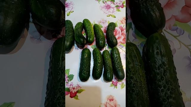 Огурцы Паратунка F 1.