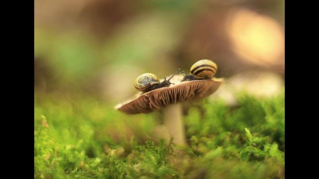 Die DoberSteins - Stumblin' In смотреть онлайн