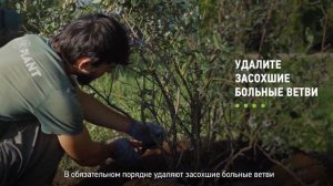Как ухаживать за голубикой? Как правильно ухаживать за голубикой на садовом участке?