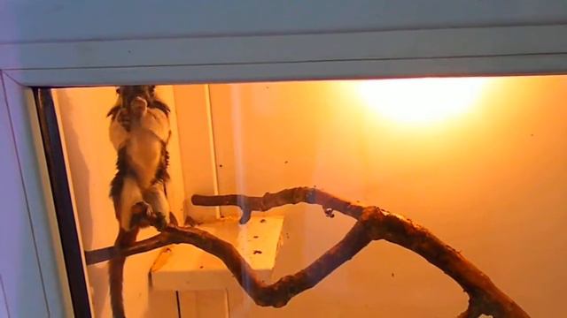 обезьянка с причёской смотреть онлайн