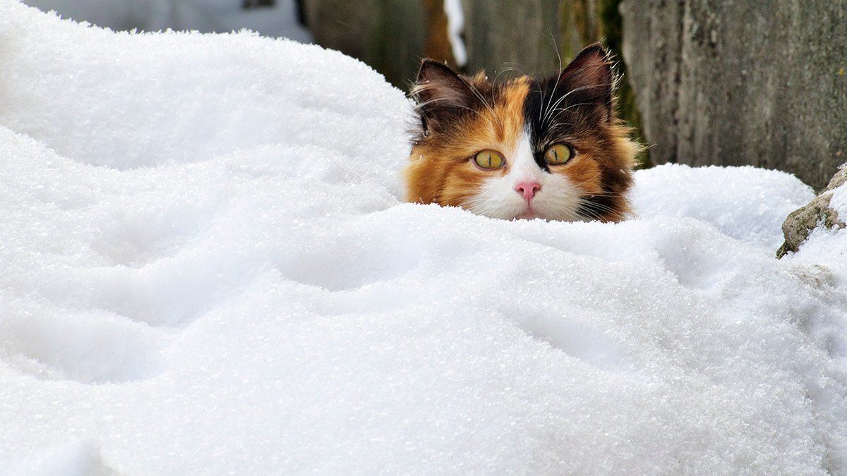 Что такое снег смотреть онлайн
