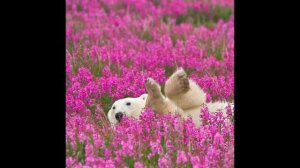 wokawona он гениален || 1 час