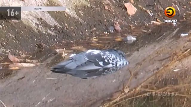 В пруду казанского парка им. Урицкого местные жители обнаружили тысячи мертвых рыб смотреть онлайн