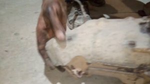 Как снять двигатель 3SFE на Toyota камри [1серия]