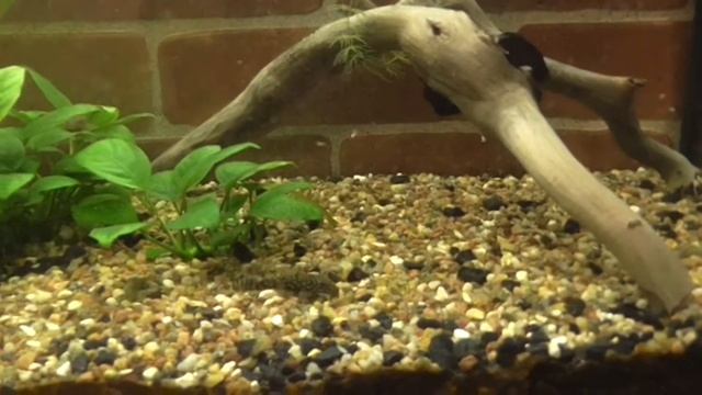 Гуппи смотреть онлайн