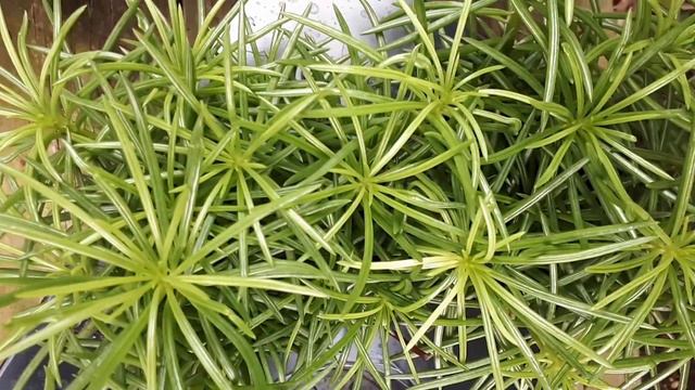 Peperomia Ferreyrae - Grow & Care (Pincushion Peperomia)