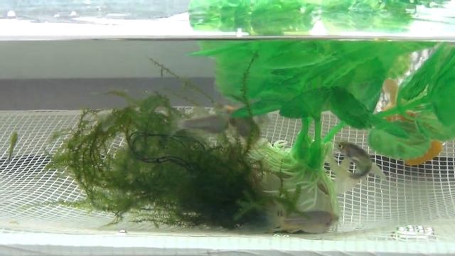 Процесс нереста данио GloFish