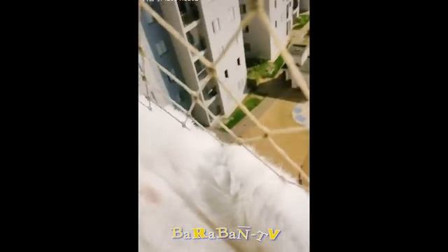 ? Мой хозяин - идиот! ? Подборка смешных котов и котят для хорошего настроения! ? смотреть онлайн