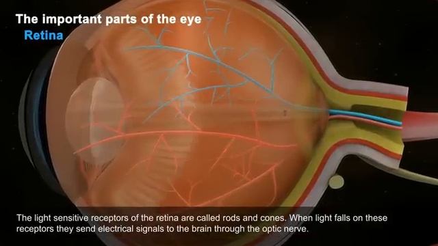 The Human Eye смотреть онлайн