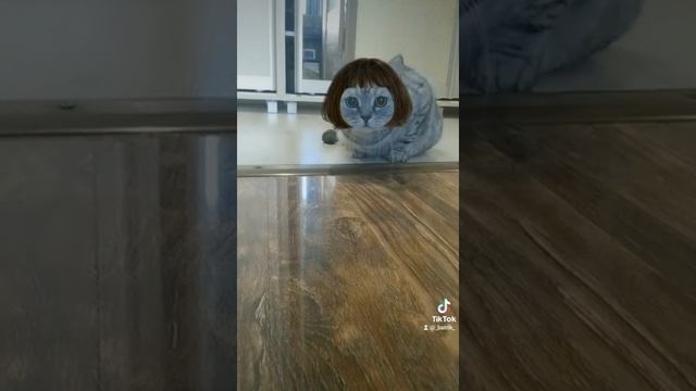 #париккота#рекомендации #кот #британец #британскийкот #тикток смотреть онлайн