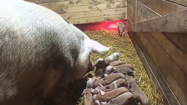 Что делать если свиноматка разрывает своих детей ? Если свиноматка отказывается кормить своих детей смотреть онлайн