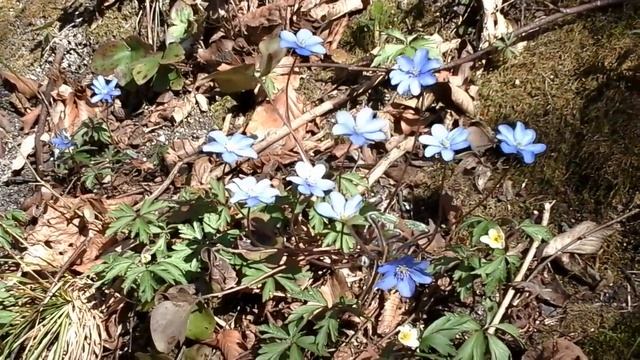 Liverleaf (Hepatica nobilis) on the wind. смотреть онлайн