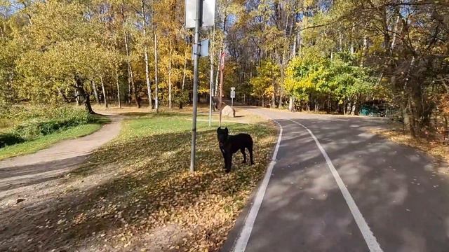 #осень2022 #канекорсо #канекорсоитальяно #измайловскийпарк #измайловскийлес #байрон смотреть онлайн