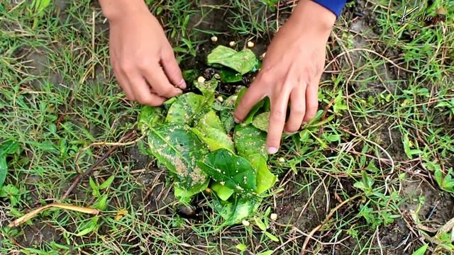 My simple life in country side finding food for my family | catch and cook prawn | kabagis смотреть онлайн