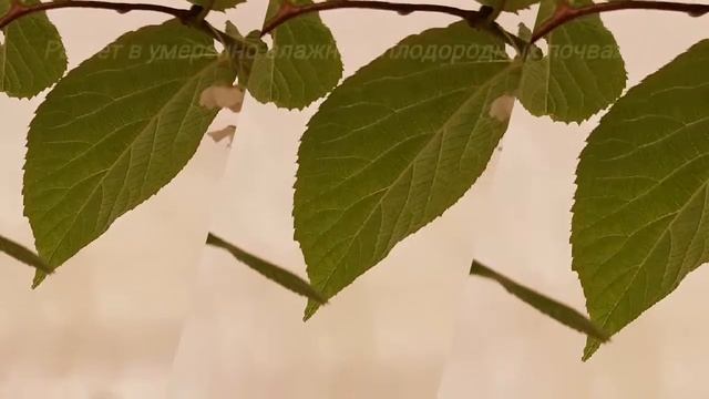 #Актинидия коломикта ВИР-2 смотреть онлайн