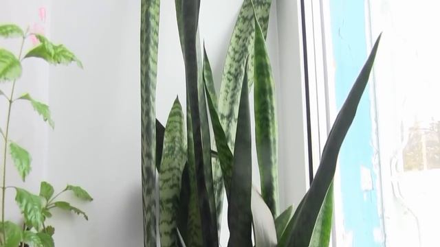 Самые НЕПРИХОТЛИВЫЕ комнатные растения смотреть онлайн