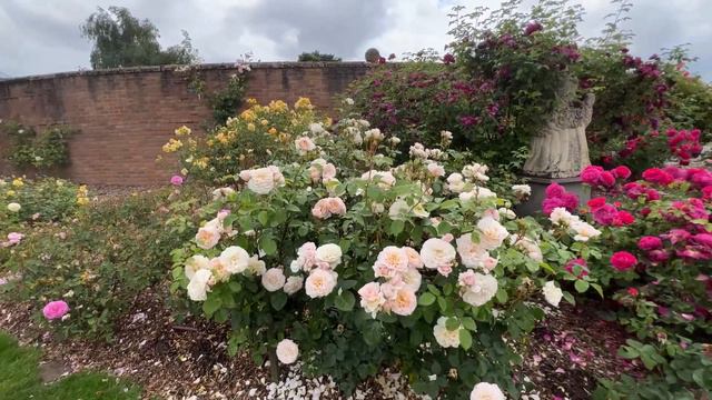 🌹 David Austin's Emily Bronte Rose | AUSearnshaw | English Rose смотреть онлайн
