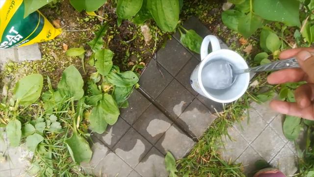ПОДКОРМИЛА ЧЕСНОК смотреть онлайн