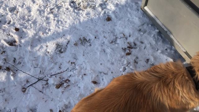 Появился новый питомец на даче, ищем хозяина смотреть онлайн