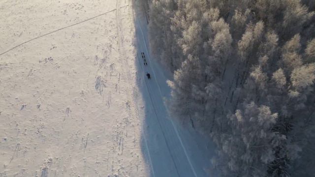 Упряжка хаски. Съёмки с квадрокоптера dji mavic смотреть онлайн