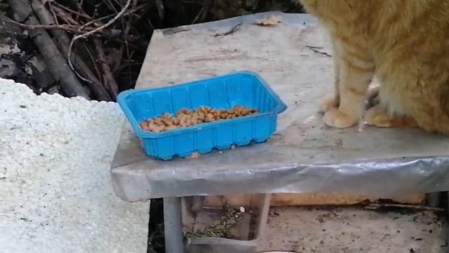 Домашний приют. Все пришли кроме трехцветки. смотреть онлайн