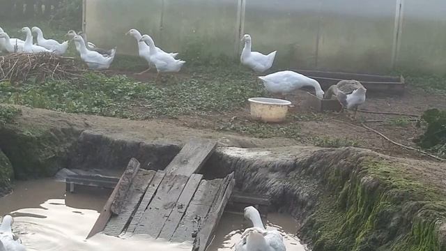 Гуси ходят табуном за хозяином! Грозная гусыня - мамка и её семь важных гусят. смотреть онлайн