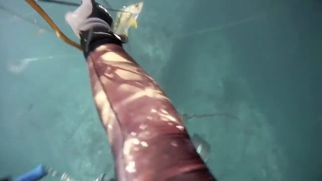 Raptor Dive смотреть онлайн