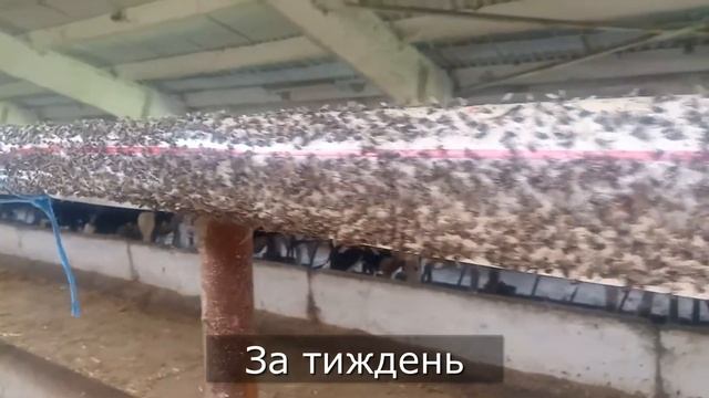 Липучка для мух Eco 10 м смотреть онлайн