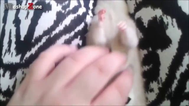 Животные любят ласку Милые и симпатичные животные online video cutter com смотреть онлайн